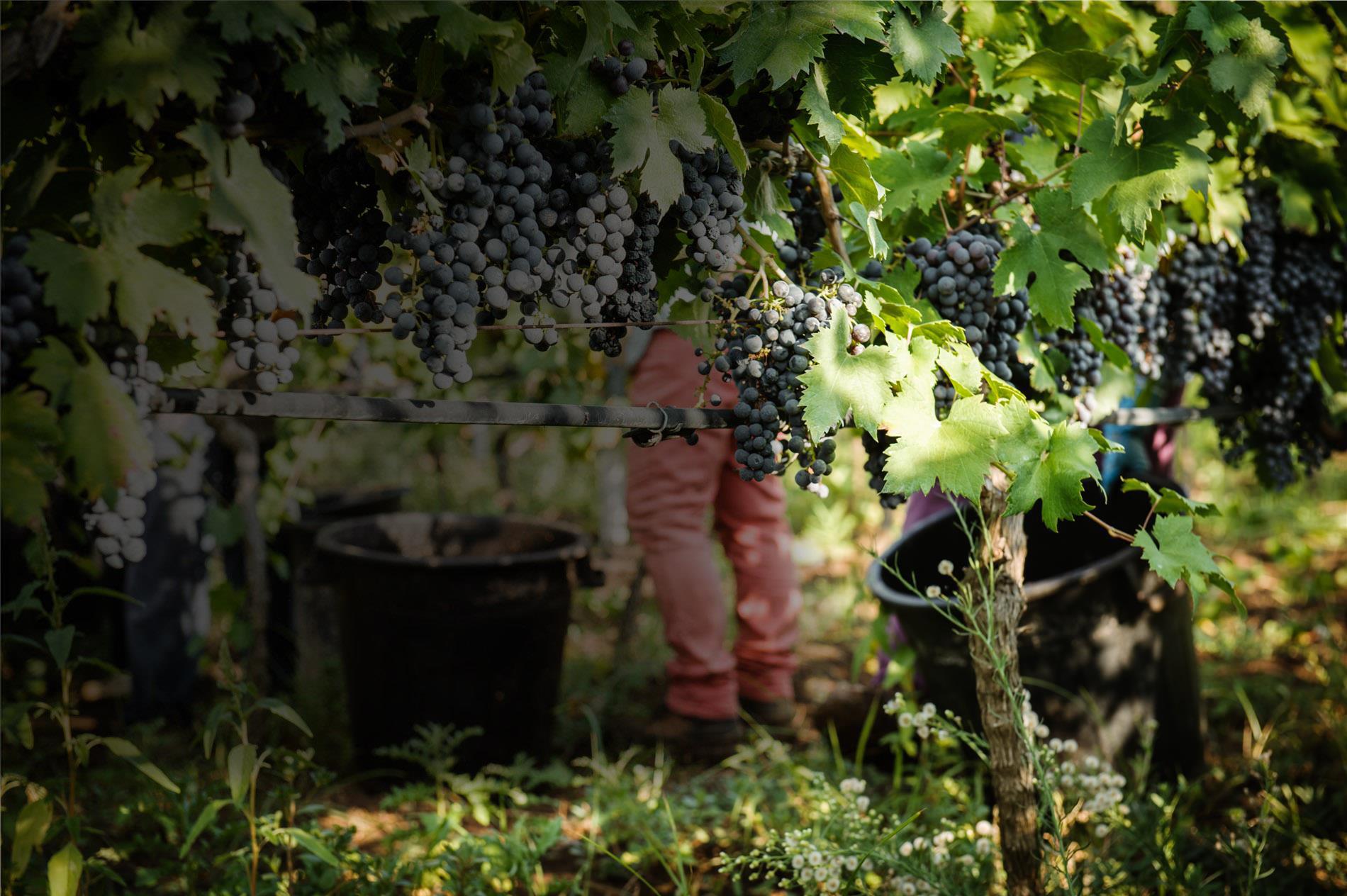 UNA GRANDE OCCASIONE ANCHE PER I PICCOLI PRODUTTORI